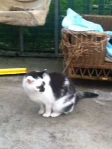 A new found friend at Assisi Animal Shelter, Newtownards. 